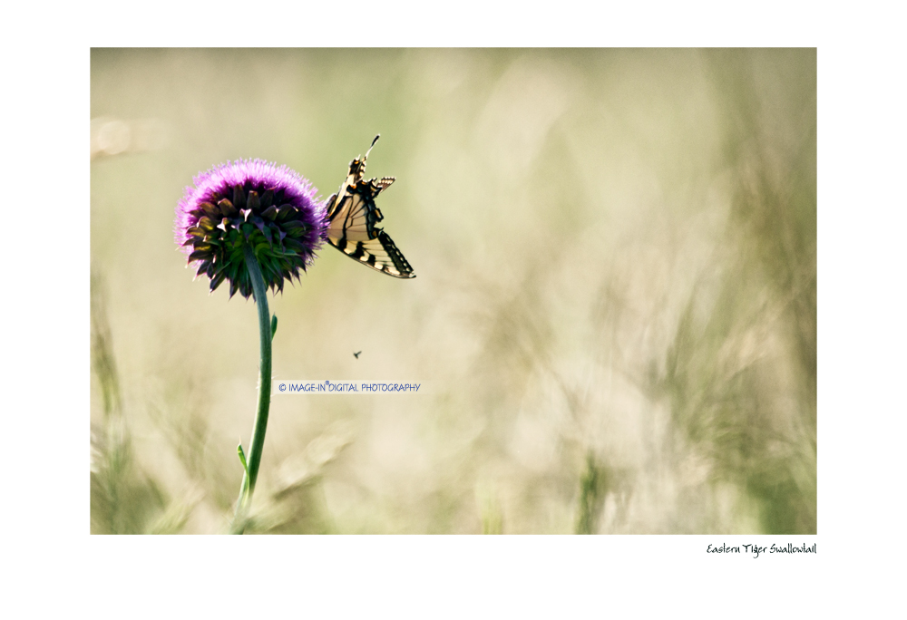 Eastern Tiger Swallowtail